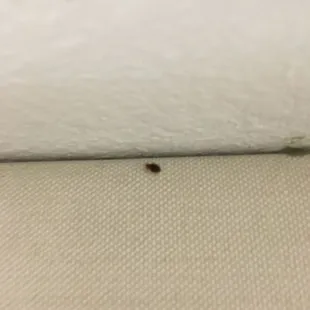 Bed bug part 2