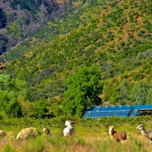 Alpacas roam freely to graze during the day.