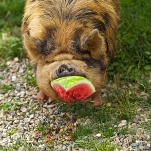 Snack time for Kuna.