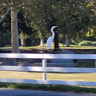 Some more wildlife, stork maybe?