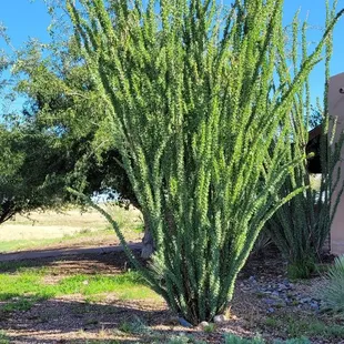 Great ocotillo