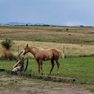 Filly