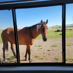 Another friendly horse