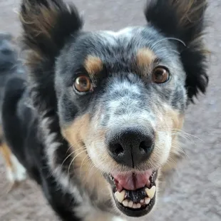Love one of the ranches dogs