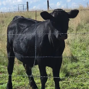Love the livestock on the area