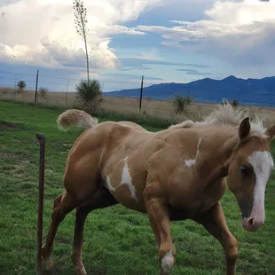 The filly was spunky