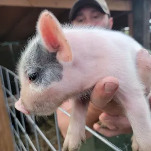 A Piglet