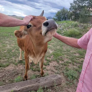 The young cow....