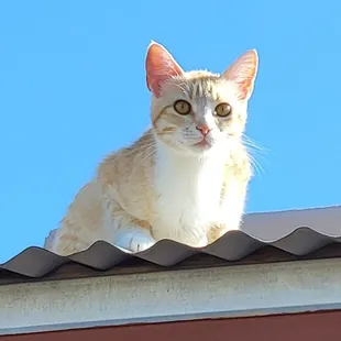 Ranch kitten