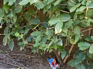 Racquet Club Apartments