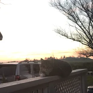 Cat and sunset