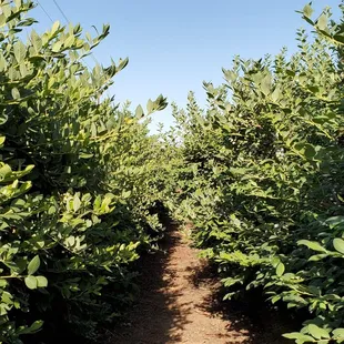 Blueberry rows
