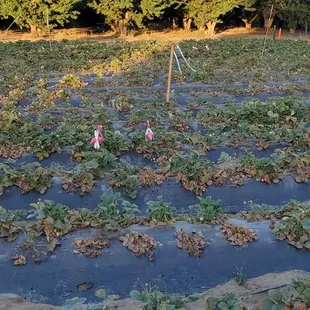Strawberry fields