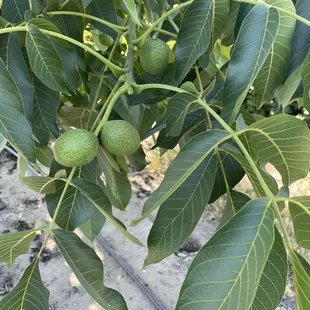 DOES ANYONE KNOW WHAT TREE THIS IS? I forgot to ask! Smh! There were all over the grounds! :)