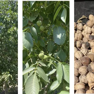 It's an English walnut!! ;) They 1st grow green, then it dries out+turns beige, shrivels+falls off! Ready in October