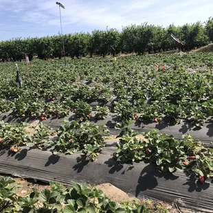 a field of strawberries