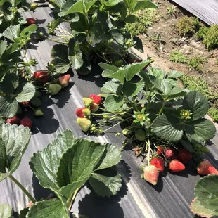 strawberries growing on a farm