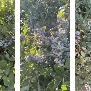 Blueberries! There was about 7 different kinds!!'