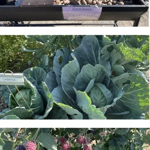 Walnuts, cabbage, raspberries