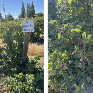 Also shout out to Jeremy from my! ;-) he inspired me also with his outings out at his park/nature! :D