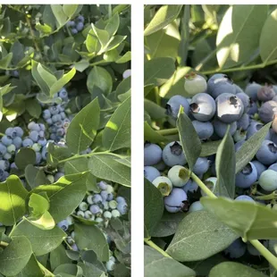 Blueberries were so tight and fresh! Very good! Best thing at this place