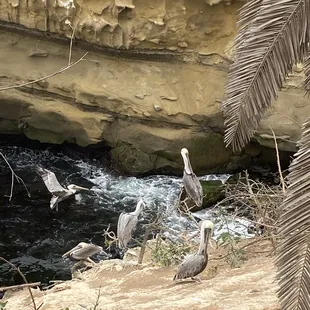 a flock of pelicans on the shore of a river