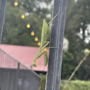 Praying mantis by the pool