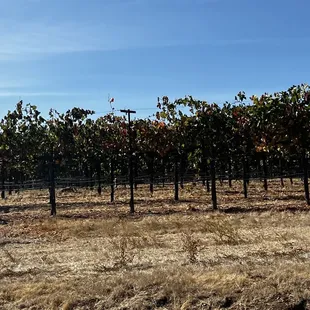 Vineyards ready for harvest