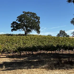Vineyards loaded with grapes for harvest