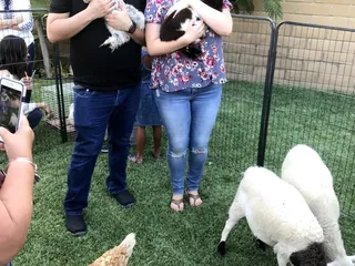 Magical Minis Petting Zoo