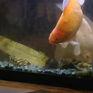 The goldfish are lovely.