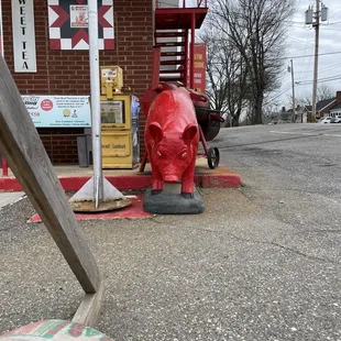 Pig outside