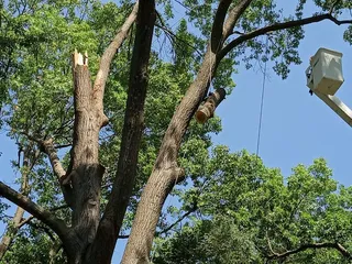 Elite Tree Service