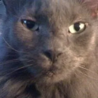 Jude J.