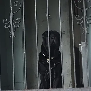 My dog