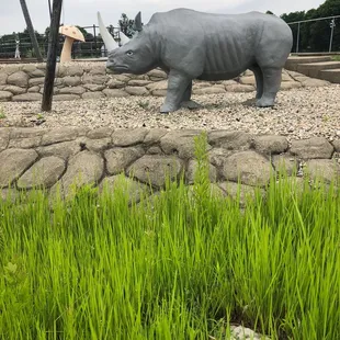 Rhino