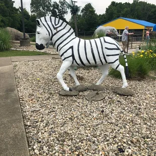 Zebra