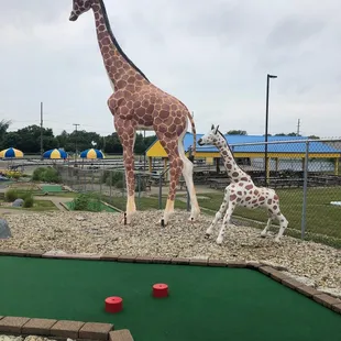 Giraffes
