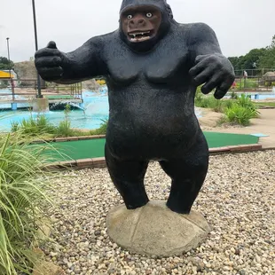 Gorilla