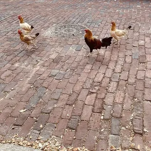 So fresh as the chickens are just walking in front of the restaurant