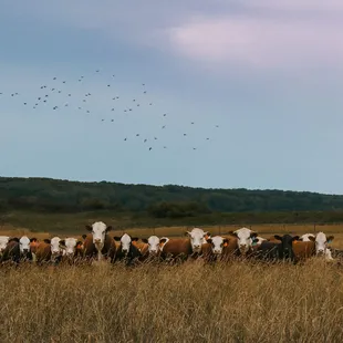 Our Beautiful Cattle are Grass Fed and Finished on Free Choice Grain.