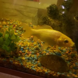 a fish in an aquarium