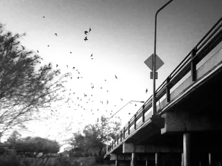 Campbell Avenue Bat Colony