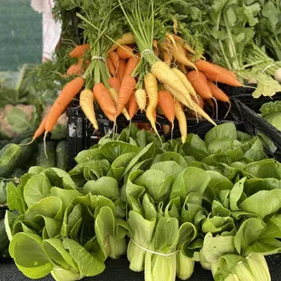 Fresh carrots and baby bok Choi