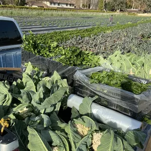 Friday morning harvest