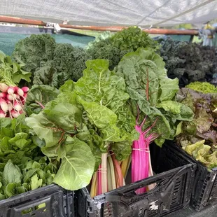 Farm stand produce  Swiss chard &amp; leafy greens
