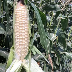 Sweet white corn