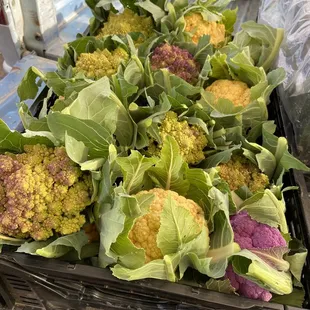 Cauliflower varieties grown and sold at Raul &amp; Family farms