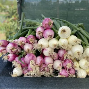Spring onions sold at the farm stand