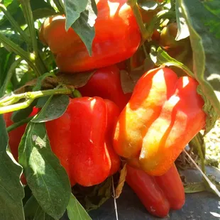 Fresh bell peppers grown on the farm